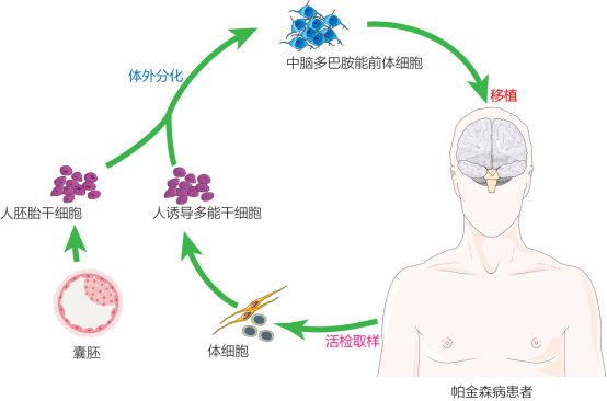 復旦校友領航，躍賽生物獲數千萬元天使輪融資，深耕干細胞治療新賽道